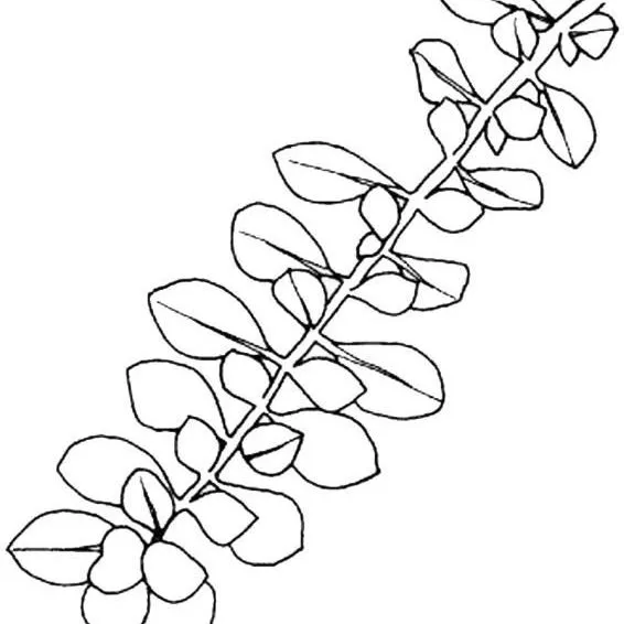thumbnail for publication: Pilea microphylla Artillery Plant
